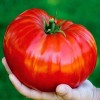 Seminte tomate Rosu Gigant - 5 grame