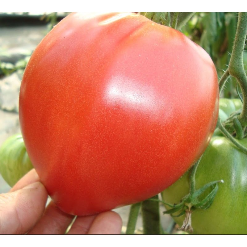 Seminte tomate Rozov Blyan - Vis Roz - 1 gram