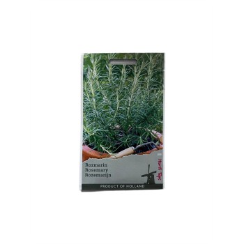 Seminte rozmarin - 0.08 grame