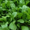 Seminte rucola - 5 grame