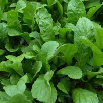 Seminte rucola - 5 grame
