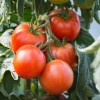 Seminte tomate Saint Pierre - 1 gram