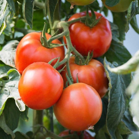 Seminte tomate Saint Pierre - 1 gram