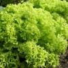 Seminte salata creata Lollo Bionda Opal - 2 grame