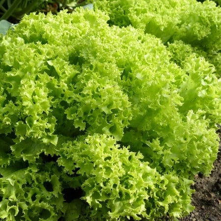 Seminte salata creata Lollo Bionda Opal - 2 grame