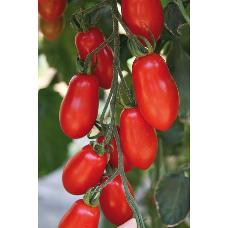 Seminte tomate San Marzano Nano - 0.5 grame