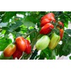 Seminte tomate San Marzano Nano - 0.5 grame