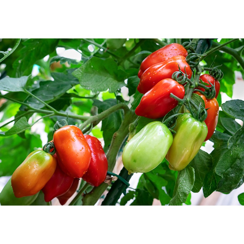 Seminte tomate San Marzano Nano - 0.5 grame