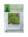 Seminte salata creata Lollo Bionda - 10 grame