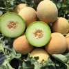 Seminte pepene galben Silvania F1 - 50 seminte