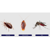 Insecticid Solfac Combi Maxx Plosnite - 10 ml