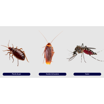 Insecticid Solfac Combi Maxx Plosnite - 10 ml
