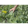Seminte pepene verde Sorento F1 - 1000 seminte