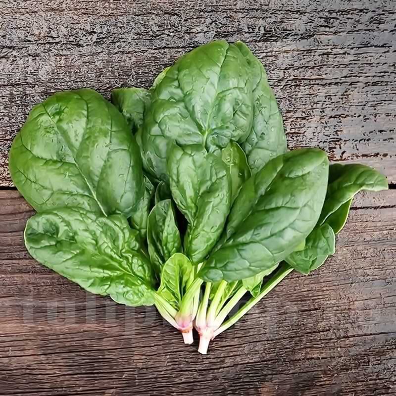 Seminte spanac Matador Holland Farming - 1 kg