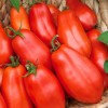 Seminte tomate Supermarzano F1 - 0.2 grame