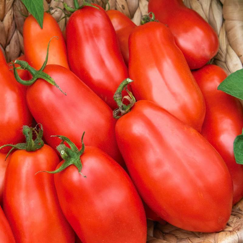 Seminte tomate Supermarzano F1 - 0.2 grame