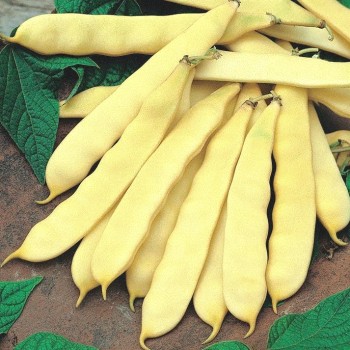 Seminte fasole oloaga Supernano Yellow - 100 grame