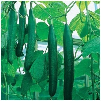 Seminte castraveti lungi Telegraf F1 - 1 gram