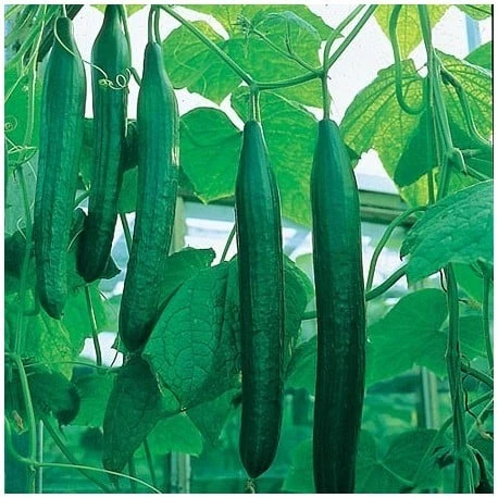 Seminte castraveti lungi Telegraf F1 - 1 gram