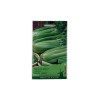 Seminte telina de petiol Pascal - 1 gram