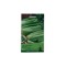 Seminte telina de petiol Pascal - 1 gram