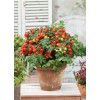 Seminte tomate Tiny Tim - 0.25 grame