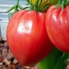 Seminte tomate Inima de bivol -  5 grame