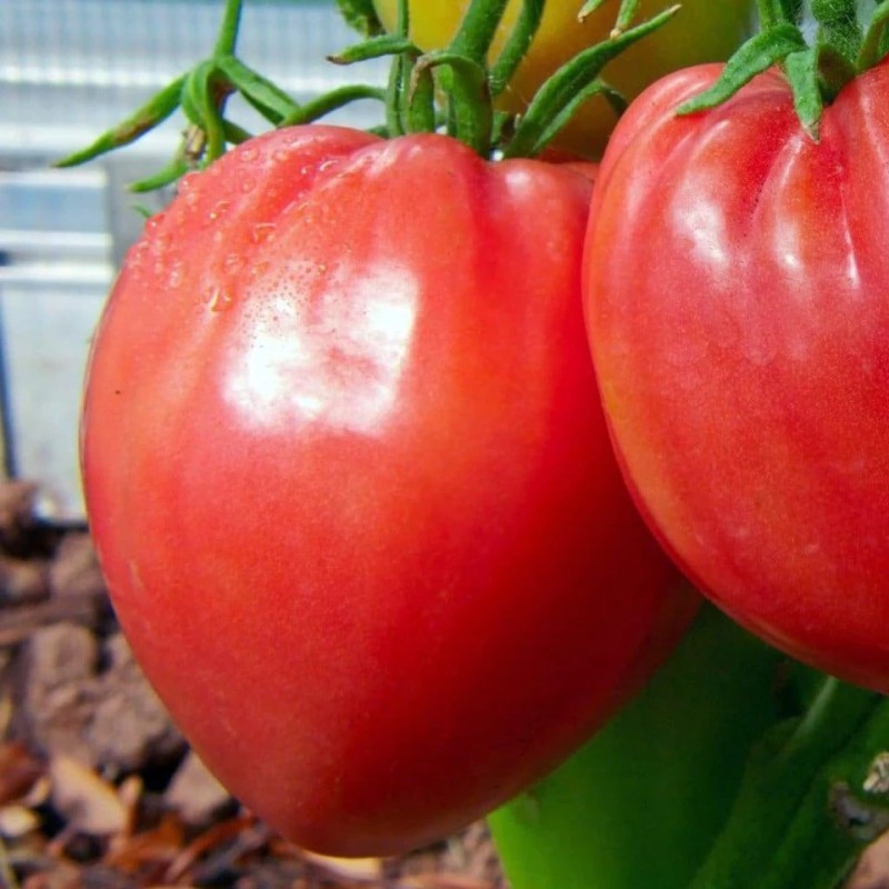 Seminte tomate Inima de bivol -  5 grame
