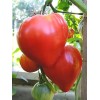 Seminte tomate Inima de bivol -  5 grame