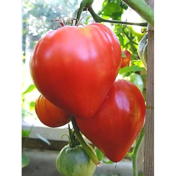 Seminte tomate Inima de bivol -  5 grame