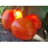 Seminte tomate Medelina - 5 gram