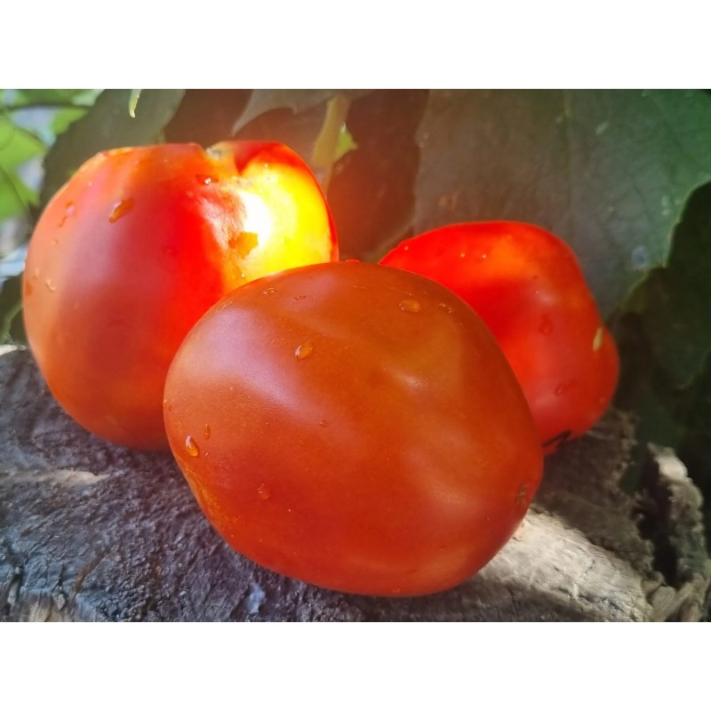 Seminte tomate Medelina - 5 gram