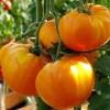 Seminte tomate Minunea Portocalie - 0.2 grame