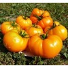 Seminte tomate Minunea Portocalie - 0.2 grame