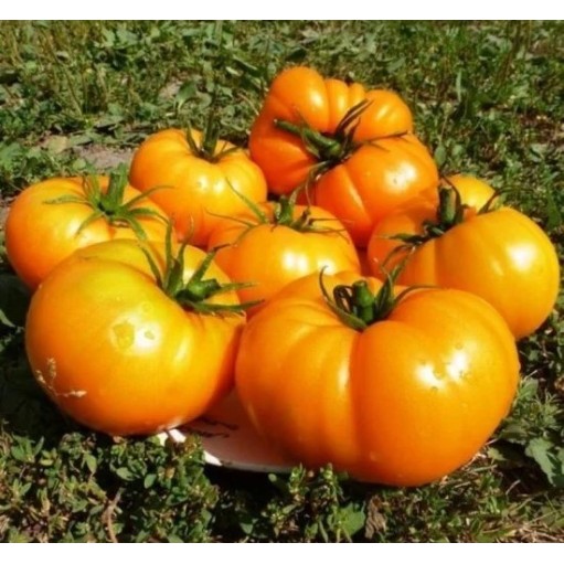 Seminte tomate Minunea Portocalie - 0.2 grame