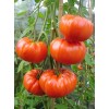 Seminte tomate Gigant Bulgaresc - 1 gram