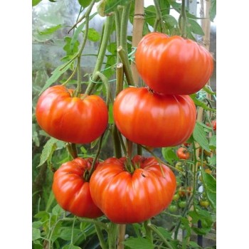 Seminte tomate Gigant Bulgaresc - 1 gram