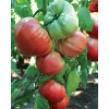 Seminte tomate Gigant Bulgaresc - 1 gram