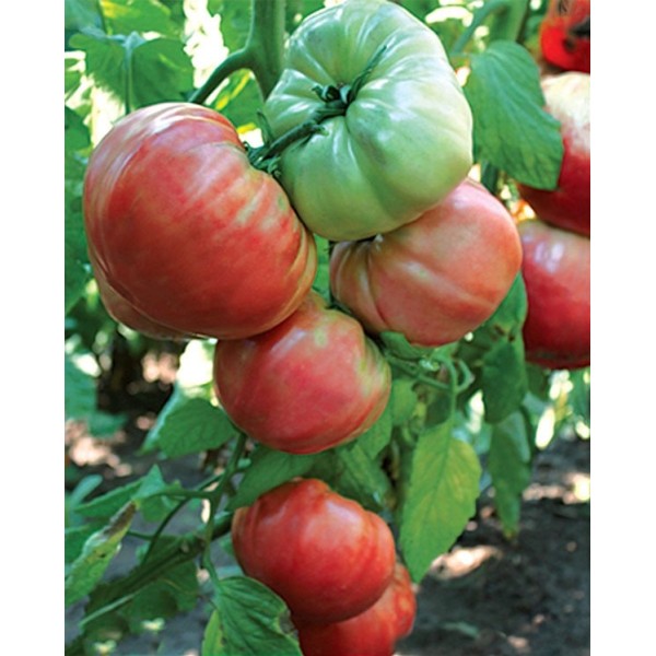 Seminte tomate Gigant Bulgaresc - 1 gram