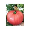 Seminte tomate Rozamax - 5 grame