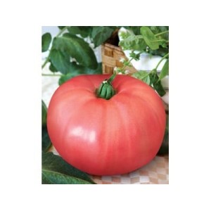 Seminte tomate Rozamax - 5 grame
