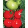 Seminte tomate Bulgaresti de masa - 50 seminte