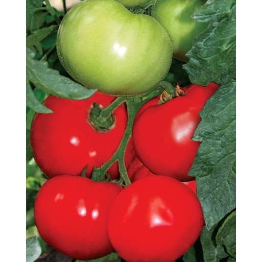 Seminte tomate Bulgaresti de masa - 50 seminte