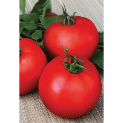 Seminte tomate Bulgaresti de masa - 50 seminte