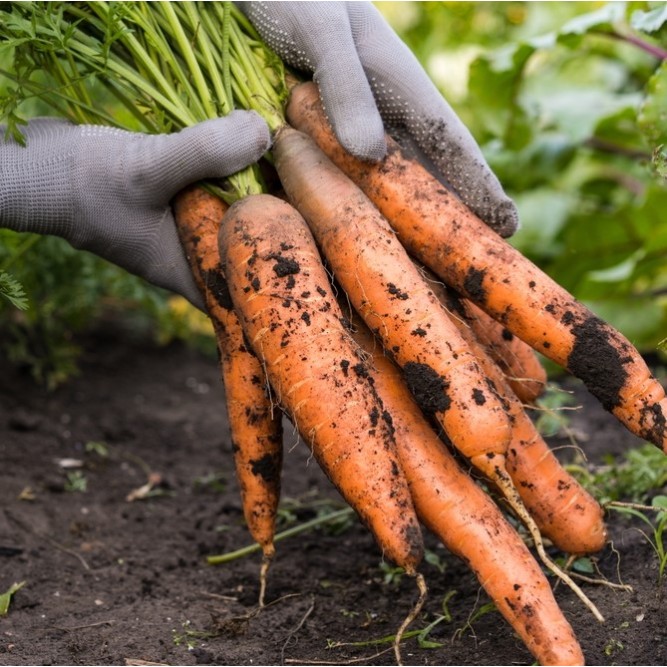 Seminte morcov Tushon - 10 grame