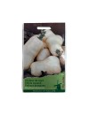 Seminte dovleac de copt Waltham Butternut - 2 grame