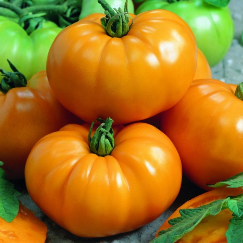 Seminte tomate galbene Yellowstone - 0.2 grame